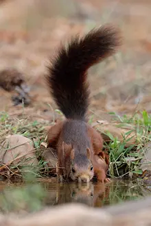Eurasian Red Squirrel Images Drucke: Red squirrel (Sciurus vulgaris) drinking at pool, La Rioja, Spain. August