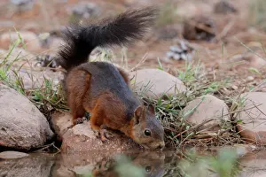 Sciurus Vulgaris Images Drucke: Red squirrel (Sciurus vulgaris) drinking at pool, La Rioja, Spain. August