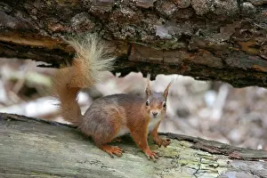 Red Squirrel Portrait Drucke: Red squirrel (Sciurus vulgaris) resting on a log, portrait, Dorset, England, UK. May