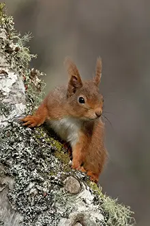 Red Squirrel Drucke: Red squirrel (Sciurus vulgaris) resting on tree trunk
