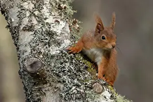 Sciurus Vulgaris Photo Drucke: Red squirrel (Sciurus vulgaris) resting on tree trunk