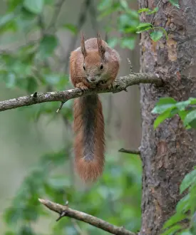 Red Squirrel Finland Drucke: Red squirrel (Sciurus vulgaris) sitting in tree, Finland, July