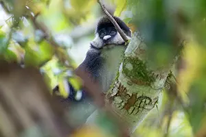 Rotfuchsaffe (Cercopithecus ascanius) sitzt in Baum, Kibale Forest Nationalpark, Uganda.