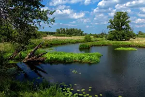 Lower Oder Valley National Park Drucke: Reeds, trees and dead wood along River Oder and tributaries