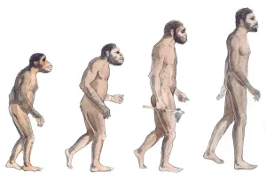 Anfragen An Drucke: Illumination der menschlichen Evolution von links nach rechts Australopithecus afarensis