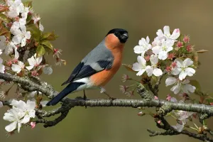 Männlicher Blaufinchen (Pyrrhula pyrrhula), sitzt unter den Kirschblüten in Buckinghamshire