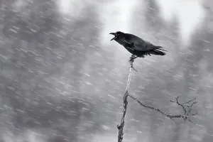 Amsel (Corvus corax), im Schnee rufend, Kemijarvi, Finnland Februar