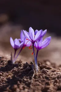 Saffron Crocus Drucke: Saffron crocuses (Crocus sativus), cultivated for saffron, Lleida, Catalonia, Spain