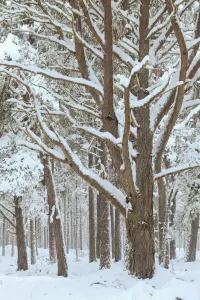 Scots Pine Forest Drucke: Scots Pine forest in winter, Abernethy Forest, Cairngorms National Park, Scotland, UK