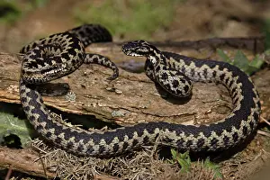 Venomous Snakes UK Drucke: RF - Two Adder (Vipera berus) males