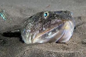 Atlantic Lizardfish Drucke: RF - Atlantic lizardfish (Synodus saurus) on seabed