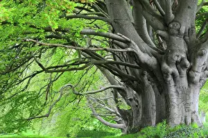 Beech Trees Drucke: RF - Beech (Fagus sylvatica) trees with fresh