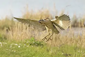 Bittern Bird Drucke: RF - Bittern (Botaurus stellaris) landing on grass