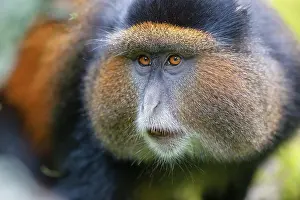 Uganda Wildlife Photography Drucke: RF - Golden monkey (Cercopithecus kandti) portrait
