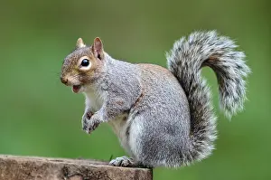 Eastern Gray Squirrel Drucke: RF - Grey squirrel (Sciurus carolinensis) sitting on tree stump