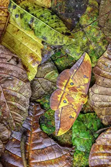 Ecuador Wildlife Drucke: RF - Imperial moth (Eacles imperialis) camouflaged in leaf litter