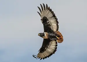 Accipitridae Family Photos Drucke: RF - Jackal buzzard (Buteo rufofuscus) in flight
