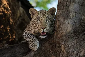 Leopard In Tree Drucke: RF - Leopard (Panthera pardus) resting in tree