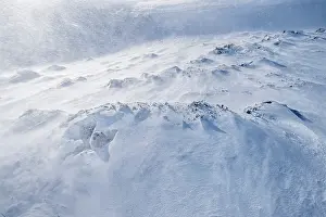 Winter Animal Behavior Drucke: RF - Mountain hare (Lepus timidus) sheltering in snow hole as ferocious winds whip up spindrift high in the mountains