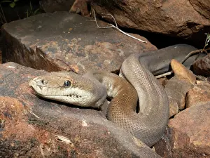 Northern Territory Animals Drucke: RF - Olive python (Liasis olivaceus) likely a female owing to large size