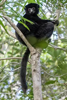 Endangered Lemurs Of Madagascar Drucke: RF - Perrier's sifaka (Propithecus perrieri) sitting in tree