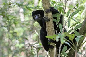 Critically Endangered Primates Drucke: RF - Perrier's sifaka (Propithecus perrieri) sitting in tree