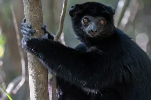 Critically Endangered Primates Drucke: RF - Perrier's sifaka (Propithecus perrieri) sitting in tree