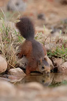 Eurasian Red Squirrel Images Drucke: RF - Red squirrel (Sciurus vulgaris) drinking at pool