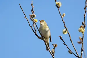Willow Warbler Drucke: RF - Willow warbler (Phylloscopus trochilus) perched in Willow tree singing