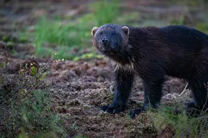 Nordic Countries Wildlife Photos Drucke: RF - Wolverine (Gulo gulo) portrait