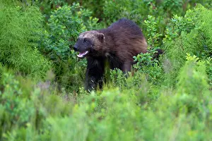 Wildlife Photography Sweden Drucke: RF - Wolverine (Gulo gulo) walking through vegetation