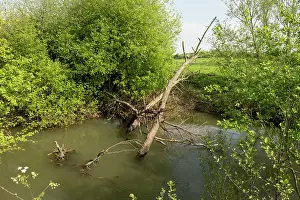 English Landscape Photography Drucke: River Lugg SSSI with fallen tree causing an obstruction in the main channel