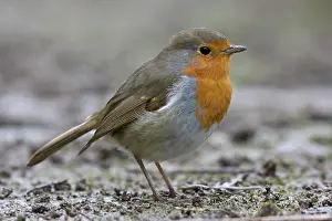 Western Europe Birds Drucke: Robin (Erithacus rubecula) portrait, La Seigneurie Gardens, Sark, Channel Islands. January
