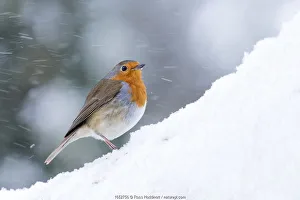 Snowy Bird UK Drucke: Robin (Erithacus rubecula) in snow, Broxwater, Cornwall, UK. March
