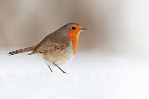 Winter Wildlife UK Drucke: Robin (Erithacus rubecula) standing in snow, Bradworthy, Devon, UK, December