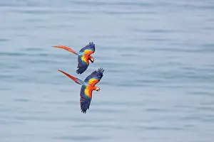 Central America Wildlife Photos Drucke: Two Scarlet macaws (Ara macao) in flight, Corcovado, Costa Rica