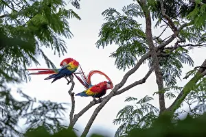 Ara Macao Species Drucke: Scarlet macaws (Ara macao) pair