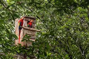 Scarlet Macaw Drucke: Scarlet macaws (Ara macao) pair
