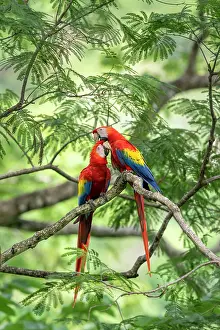 Ara Macao Species Drucke: Scarlet macaws (Ara macao) pair