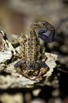 Amazon Rainforest Wildlife Drucke: Scorpion (Scorpiones) under normal light