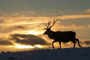 Rothirsche Hirsch (Cervus elaphus), Stag im Sonnenuntergang geschützt gegen die Landschaft Schottlands in der UK Februar