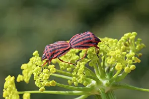 Shield Bug Reproduction Drucke: Semipunctated shield bugs (Graphosoma semipunctatum) pair