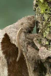 Mausel (Stoermeriana pachyla), auf Blatt im Dazalanyama-Wald in Malawi östlich Afrikas