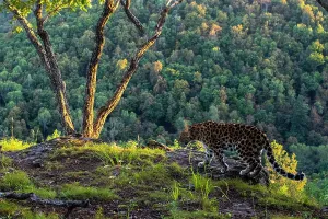 Amur-Leoparden (Panthera pardus orientalis) geht auf einer Klippe mit Wald hinter sich herum im Land des Leopards-Nationalpark in der russischen Fernostkuste Kritisch bedroht, gefangen durch eine ferngesteuerte Kamera. September