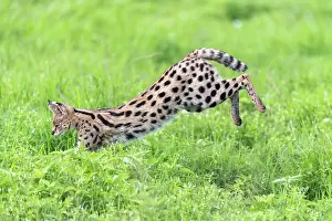Tanzania Wildlife Images Drucke: Serval (Leptailurus serval) pouncing on prey, Ngorongoro Crater, Tanzania