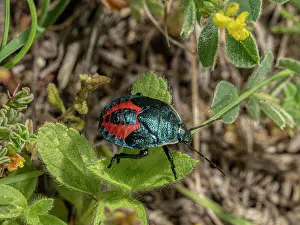 Schildwanze (Jalla dumosa) ruht auf einer Blatt, nr. Orvieto, Umbrien, Italien. Mai.