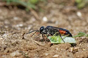 Hymenoptera Insect Images Drucke: Shieldbug stalker wasp (Astata boops) dragging a paralysed Hawthorn shieldbug (Acanthosoma haemorrhoidale)