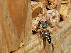 Hymenoptera Insects Europe Drucke: Shiny-vented sharp-tail bee (Coelioxys inermis)