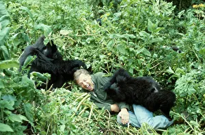 David Attenborough mit Berggorillen auf dem Standort für die BBC-Serie Leben auf Erden in Ruanda (Afrika) im Jahr 1978