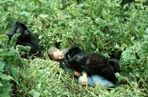 David Attenborough mit Berggorilla auf dem Set der BBC-Serie "Life on Earth", Ruanda, Afrika 1978